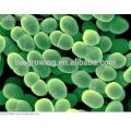 bacillus thuringiensis lowes for animal feed use